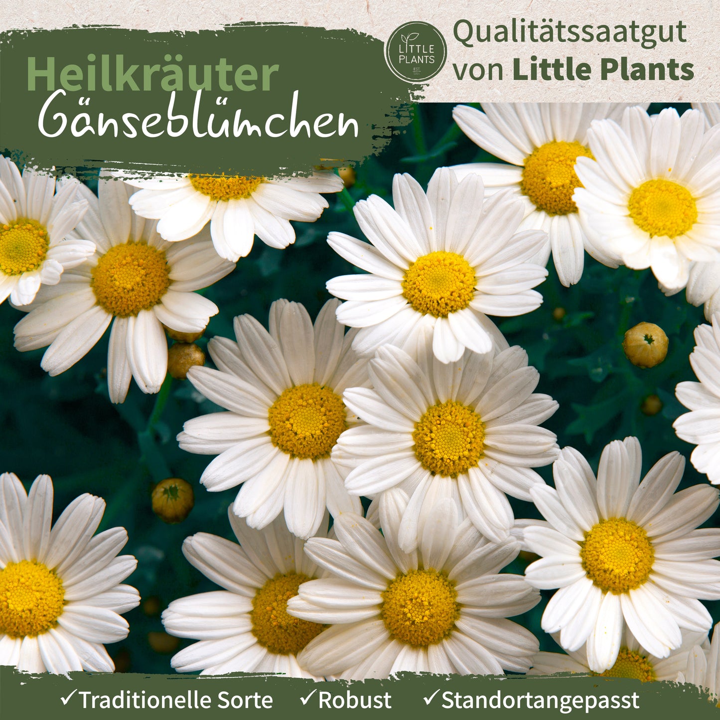 Bio-Gänseblümchen