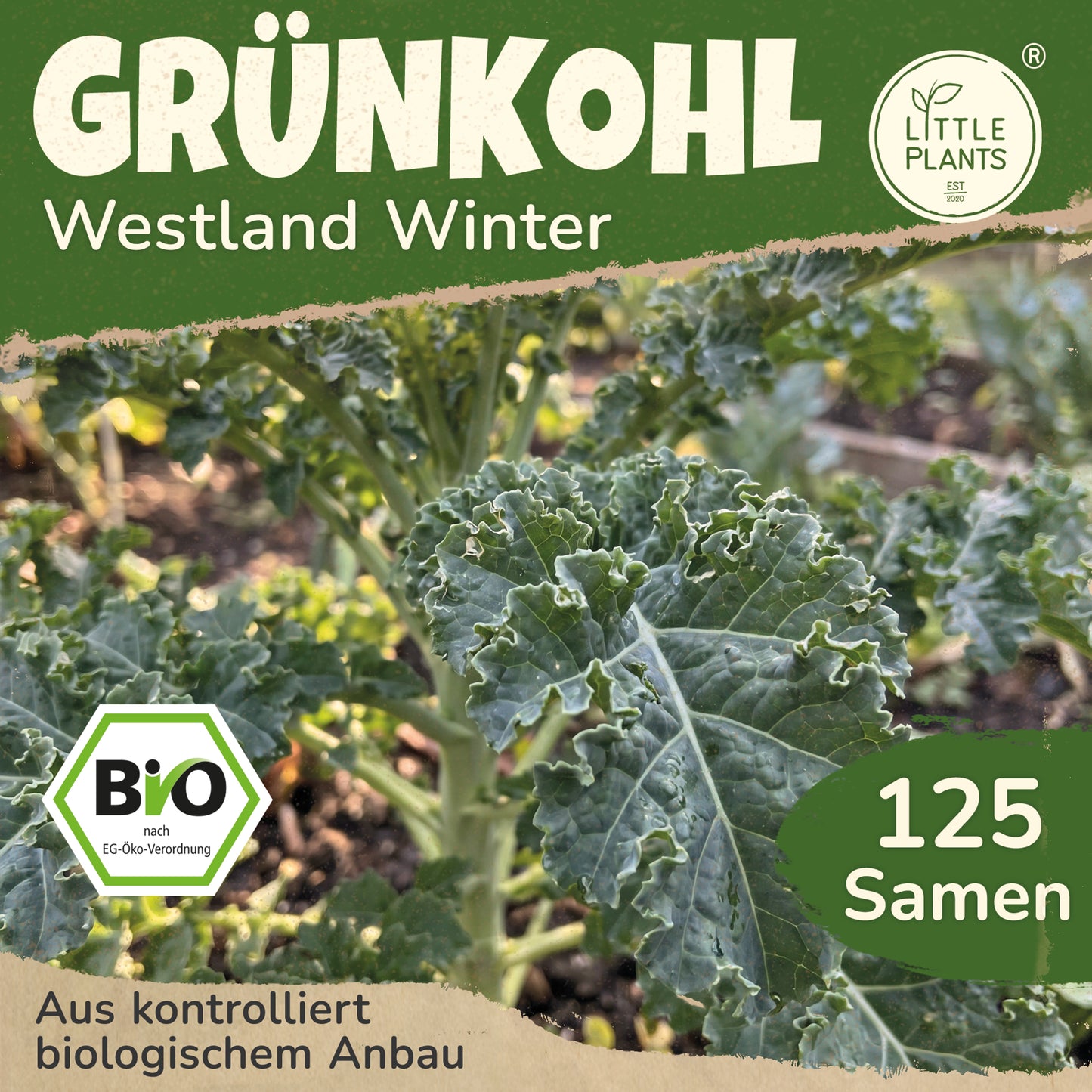 Bio-Grünkohl (Westland winter)