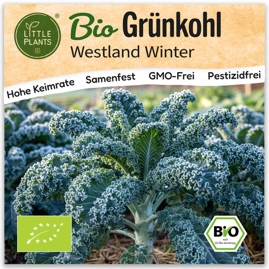 Bio-Grünkohl (Westland winter)
