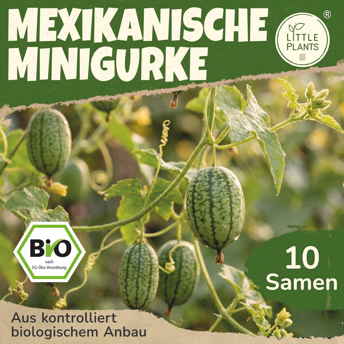 Bio-Gurke (Mexikanische Minigurke)