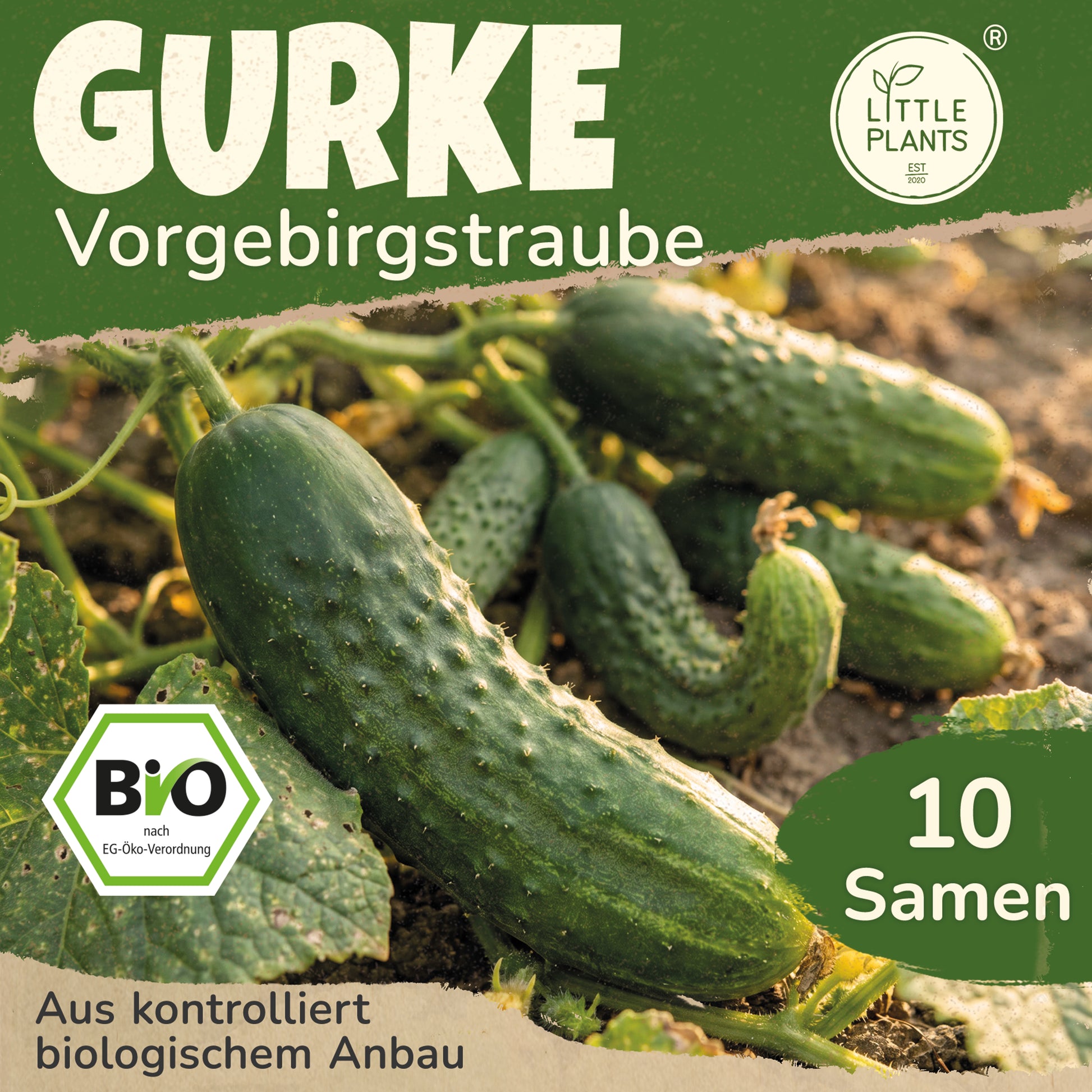 Bio-Gurke (Vorgebirgstraube) – Little Plants