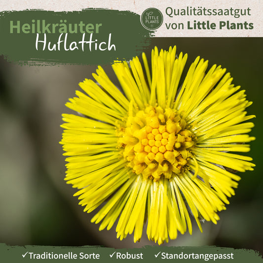 Bio-Huflattich (Gemeiner)