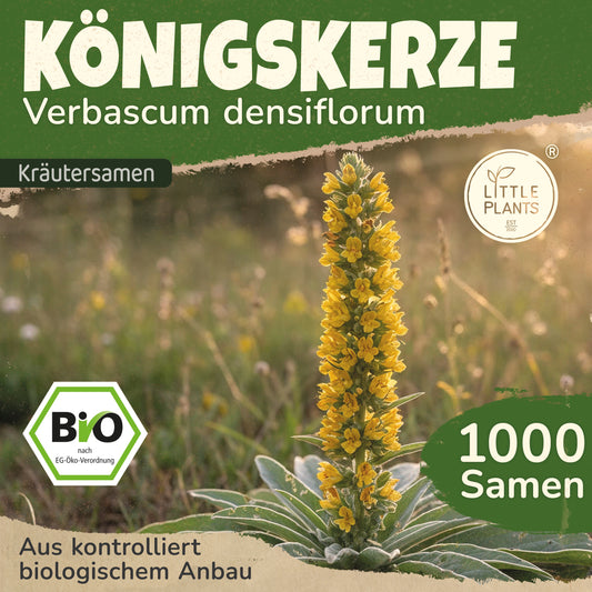 Bio-Königskerze