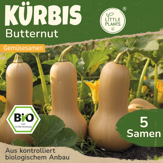 Bio-Kürbis (Butternut)