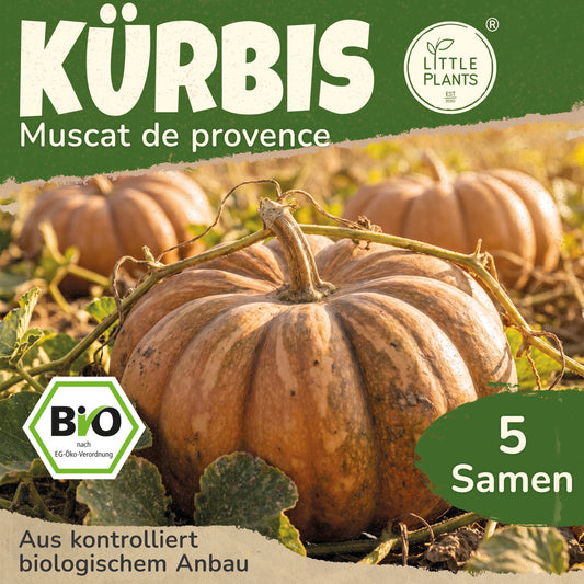Bio-Kürbis (Muscat de Provence)