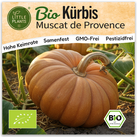 Bio-Kürbis (Muscat de Provence)