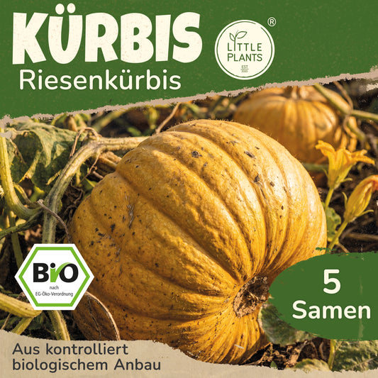 Bio-Kürbis (Gelber Riesenkürbis)