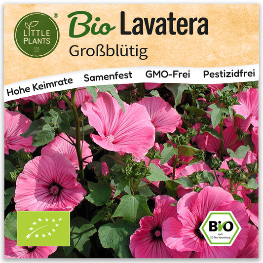 Bio-Lavatera (Großblütig)