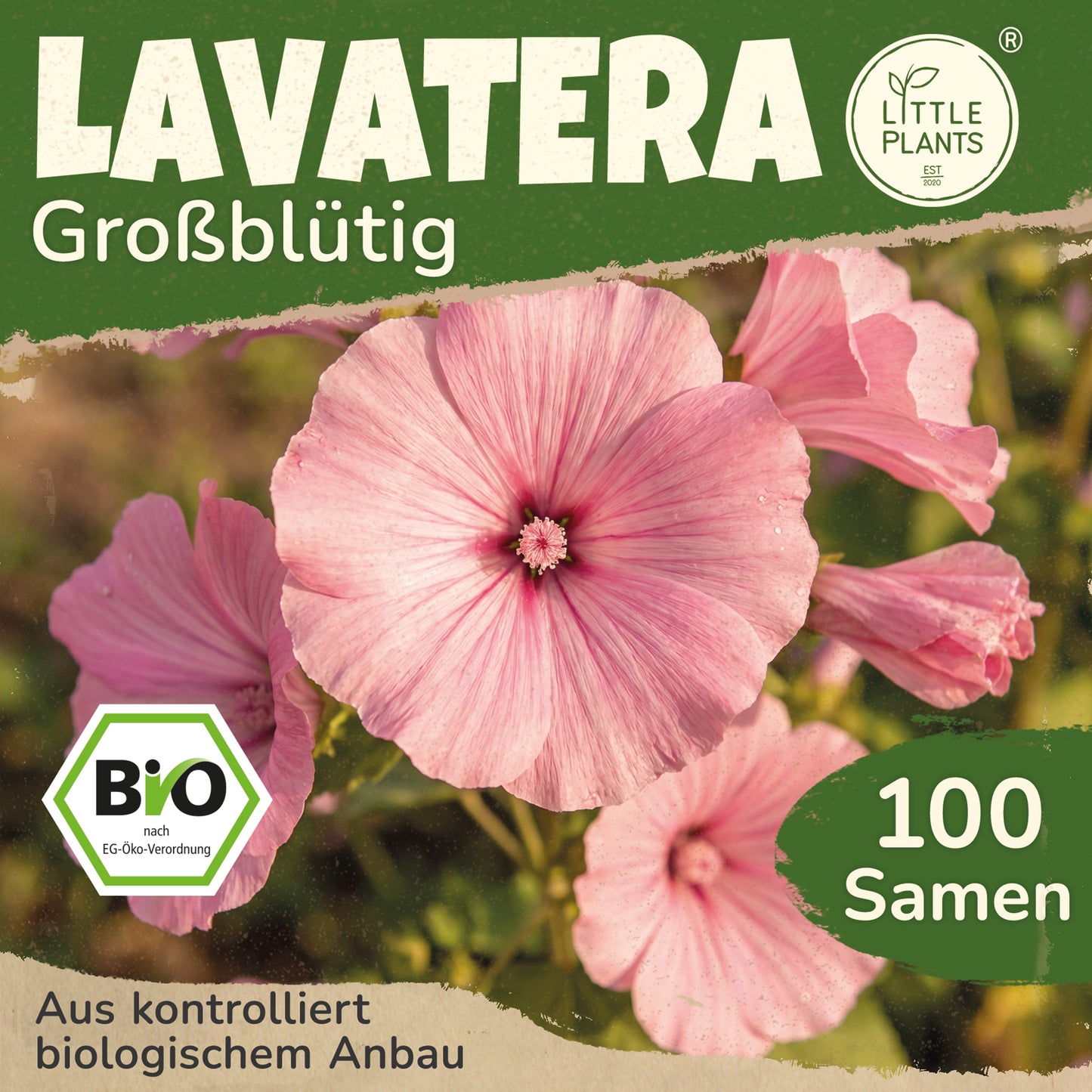 Bio-Lavatera (Großblütig)