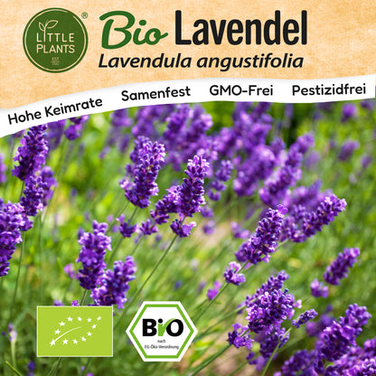 Bio-Lavendel