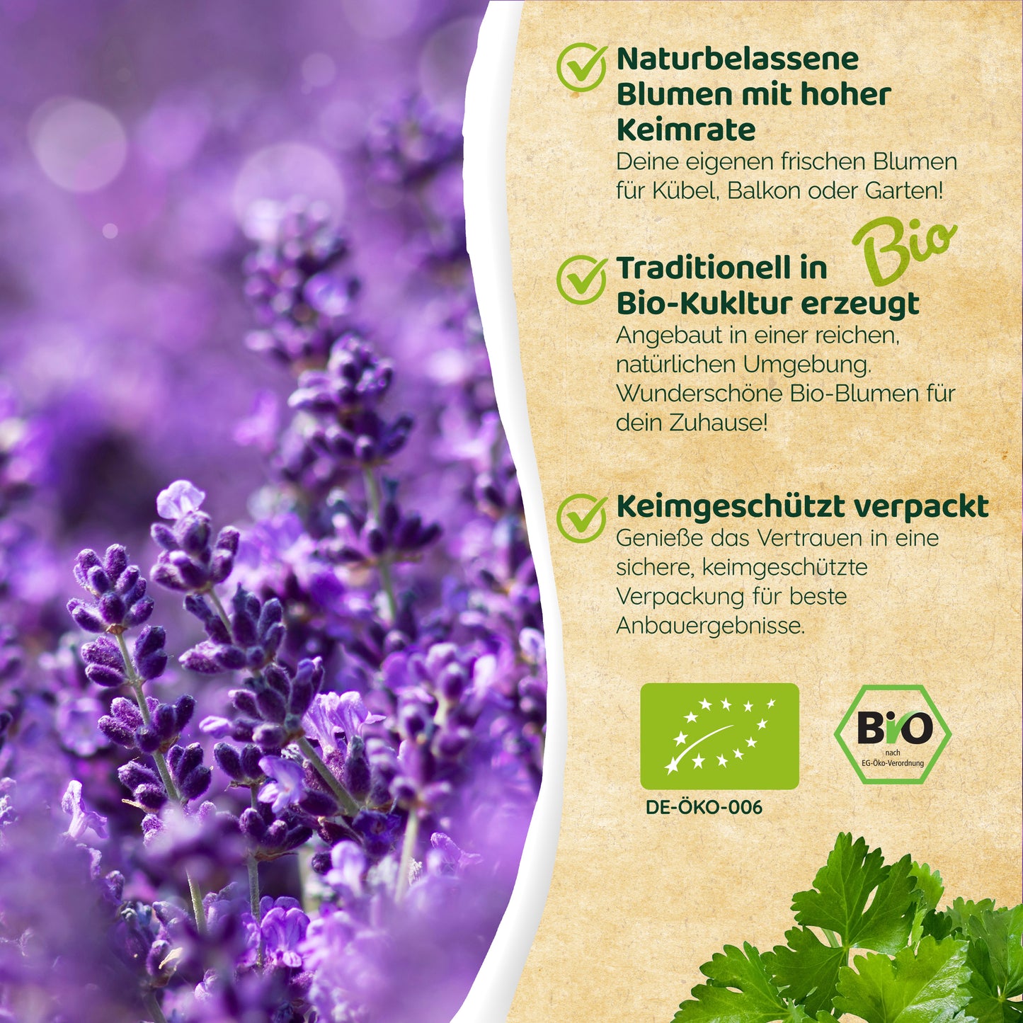 Bio-Lavendel