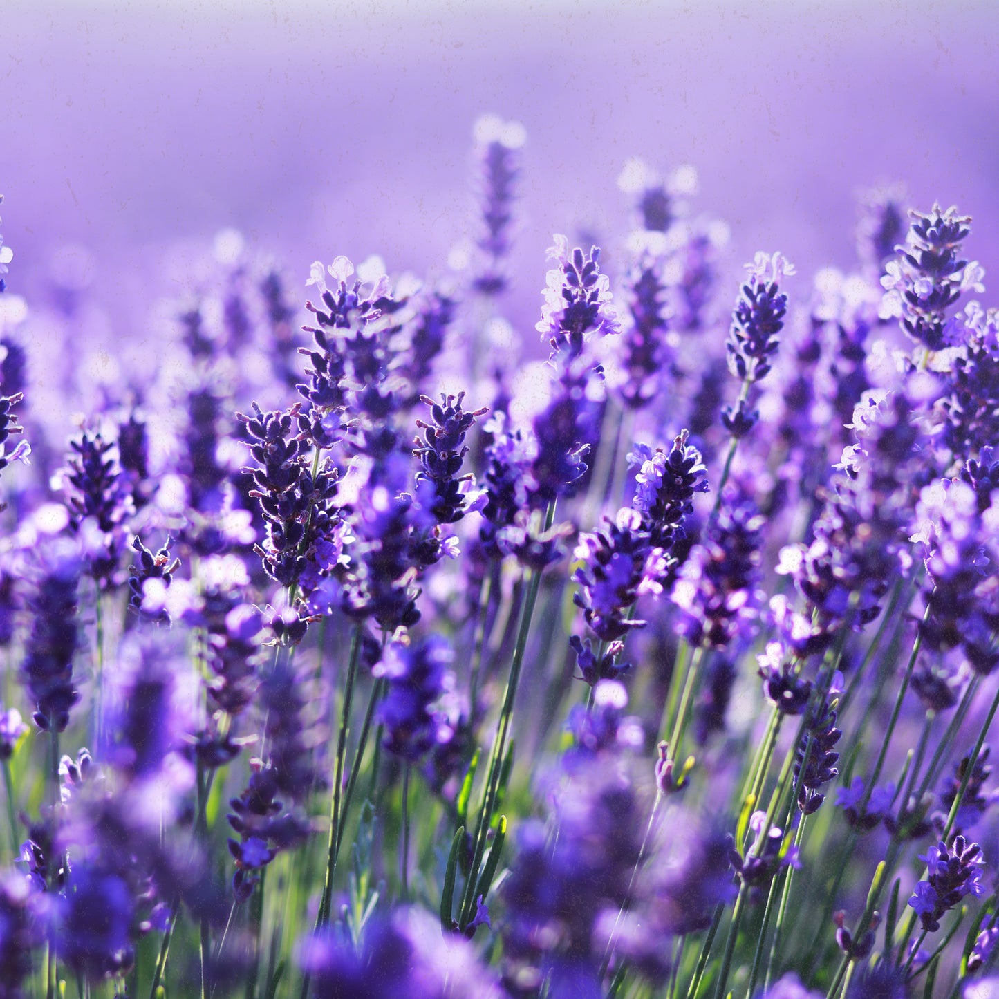 Bio-Lavendel