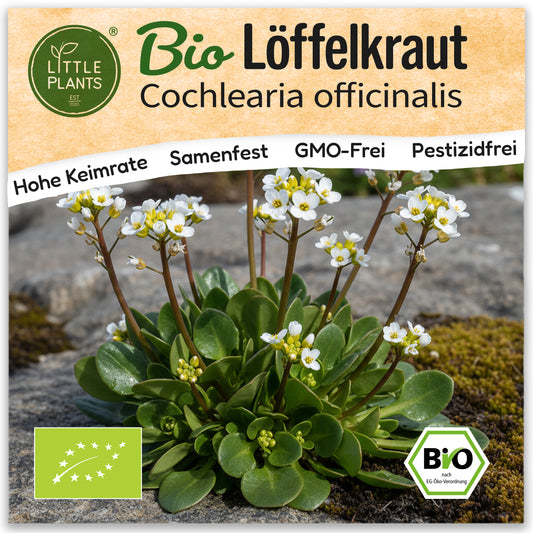 Bio-Löffelkraut