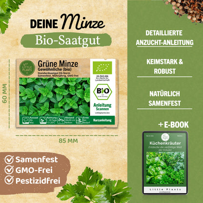 Bio-Minze (Grüne Minze)