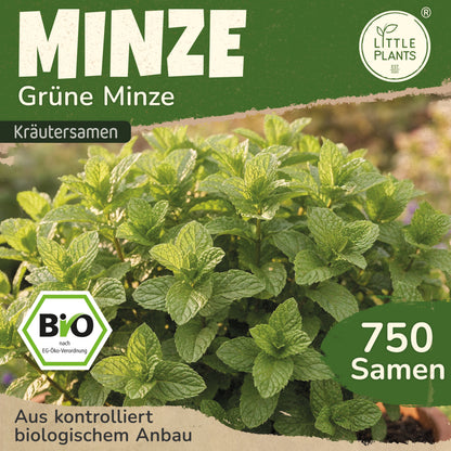 Bio-Minze (Grüne Minze) – Little Plants
