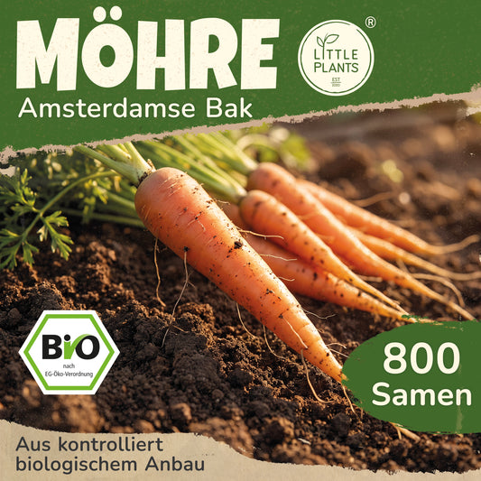 Bio-Möhre (Amsterdamse Bak 2)