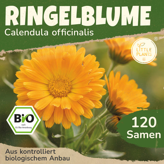 Bio-Ringelblume (Erfurter)