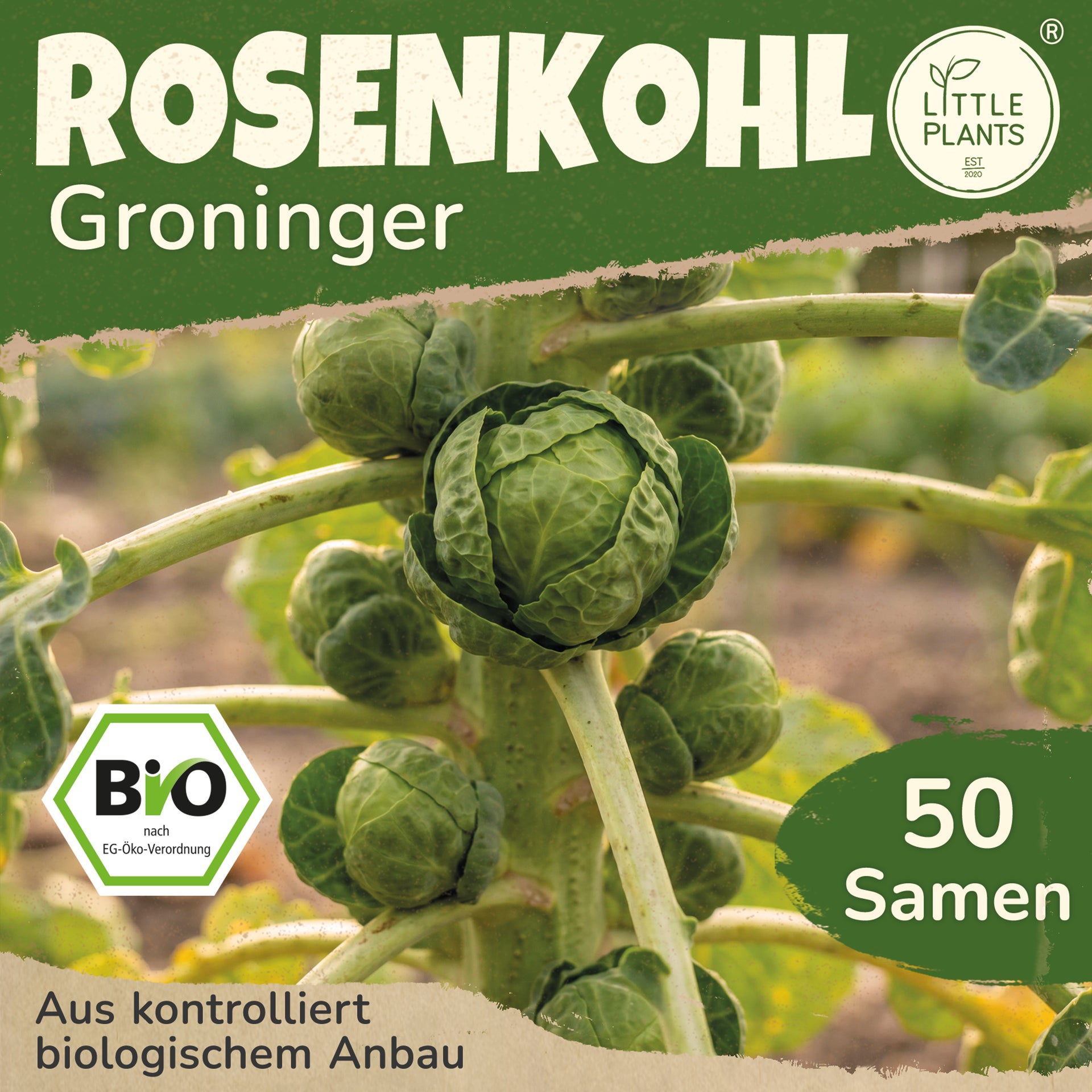 Bio-Rosenkohl (Groninger) – Little Plants
