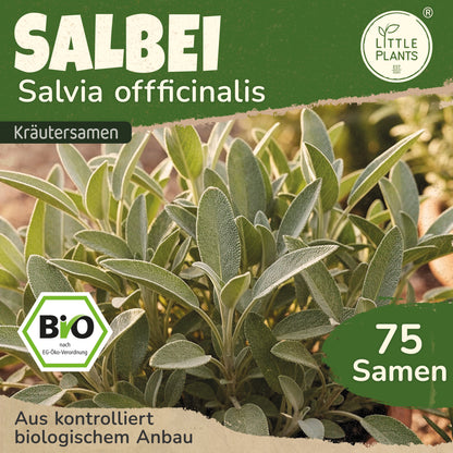 Bio-Salbei (Gewöhnlich)