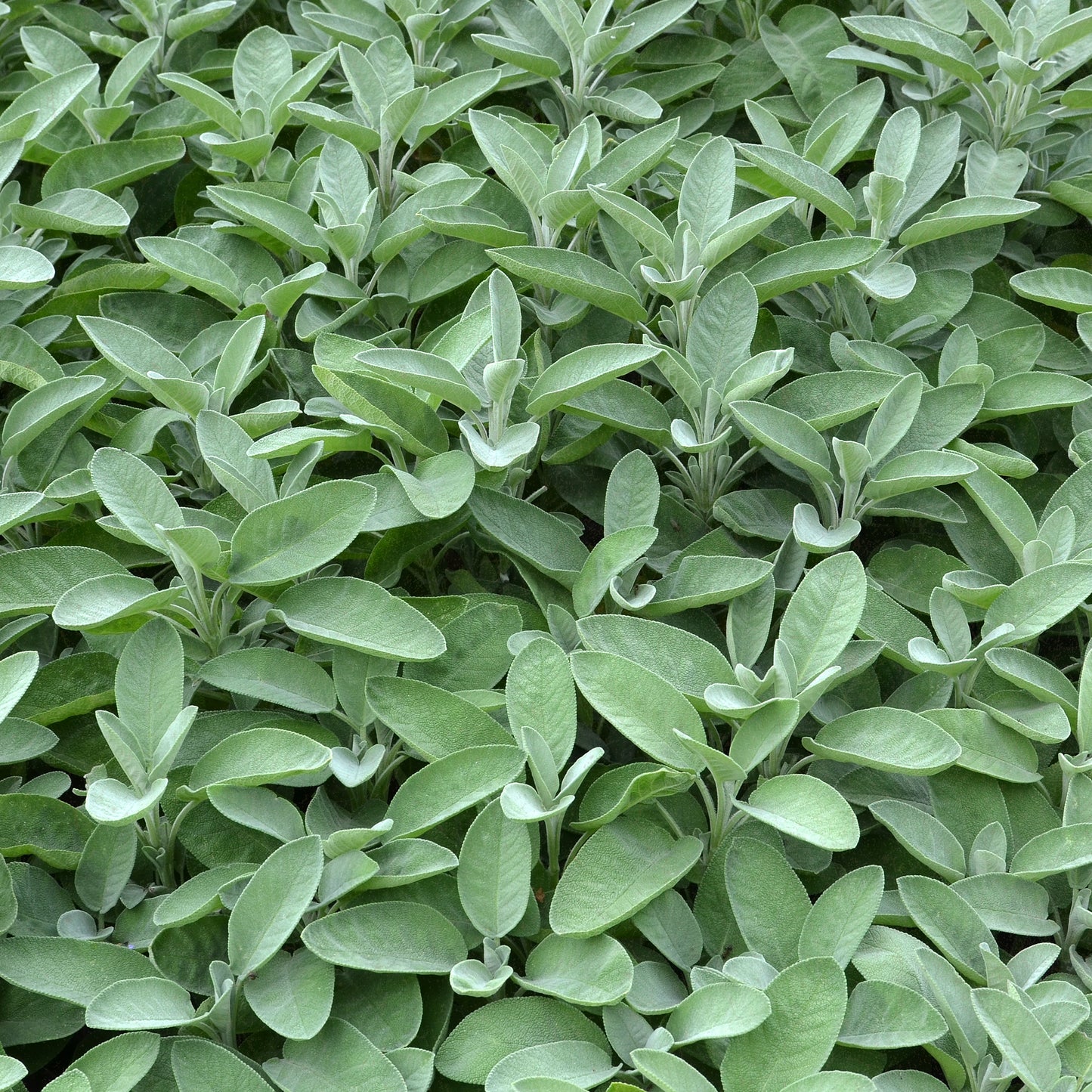 Bio-Salbei (Gewöhnlich)