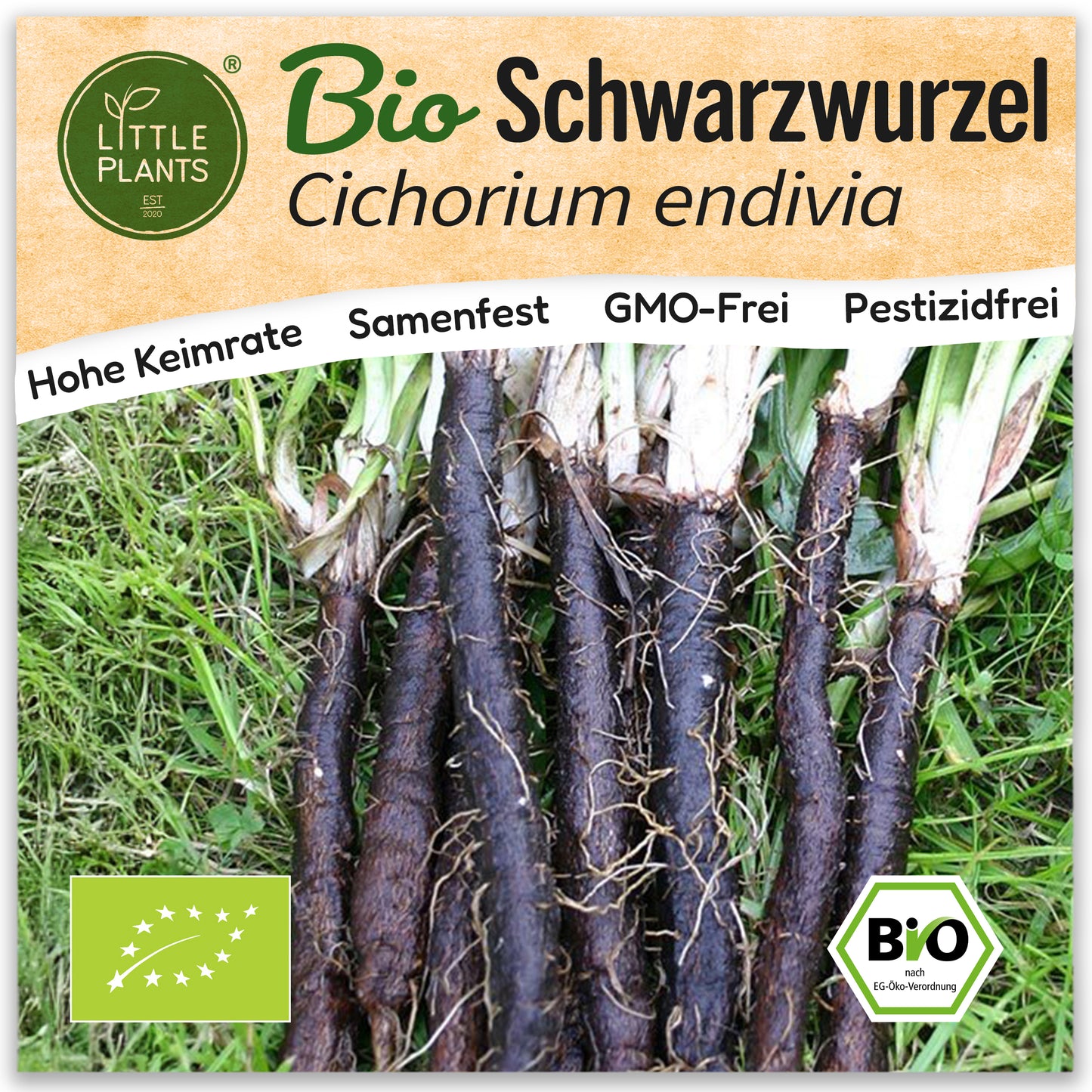 Bio-Schwarzwurzel (Enorma)