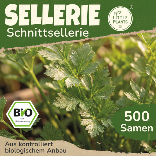 Bio-Sellerie (Schnitt)