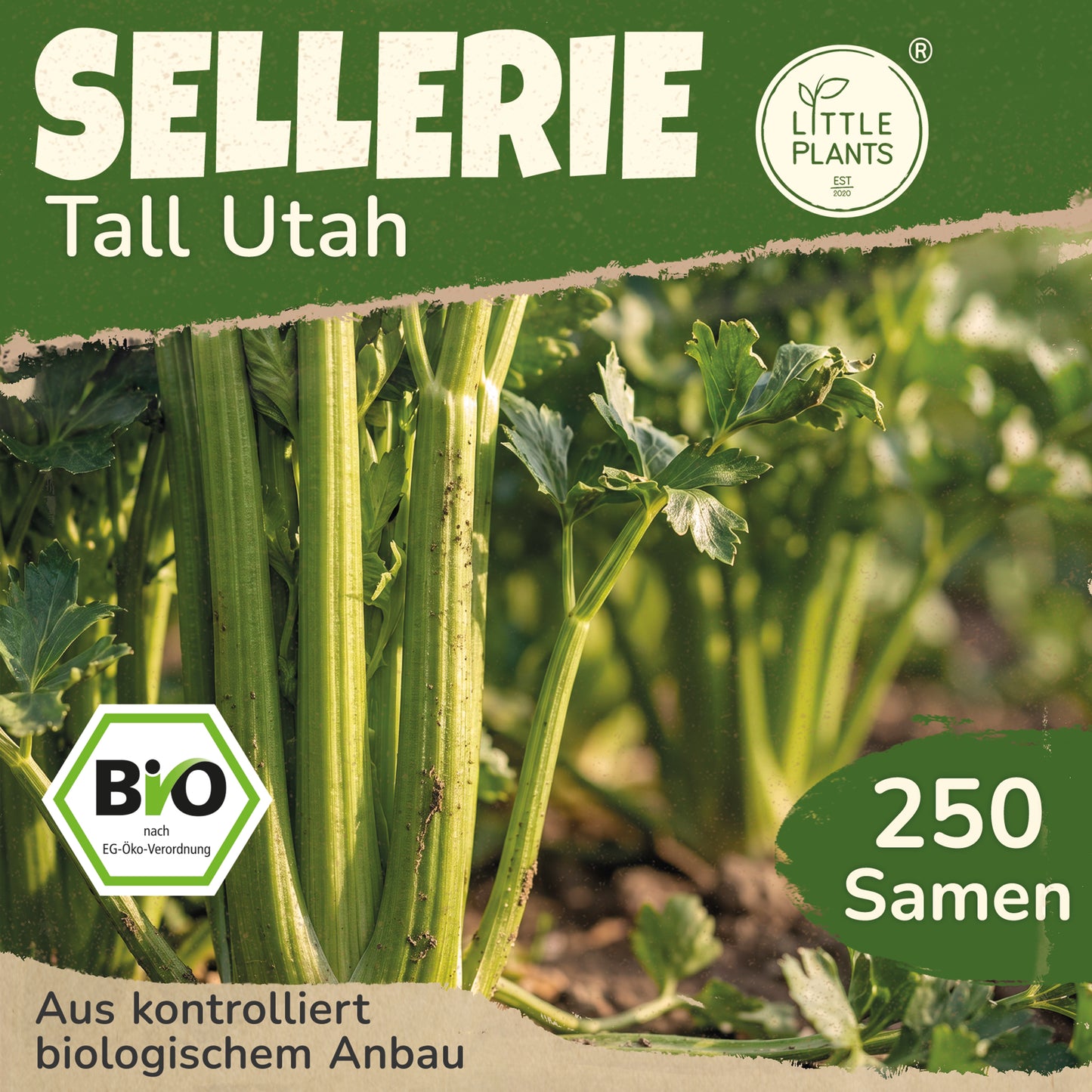 Bio-Sellerie (Tall Utah)