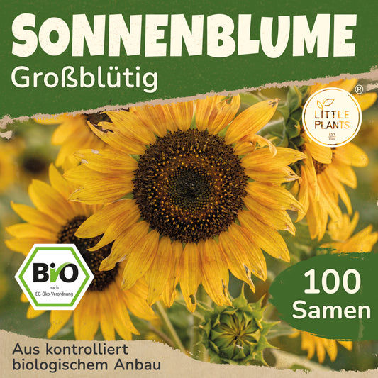 Bio-Sonnenblume (Großblütig)