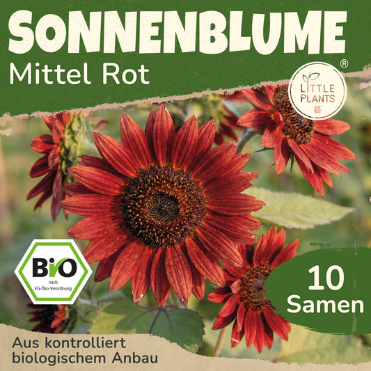 Bio-Sonnenblume (Mittelgroß, rot)