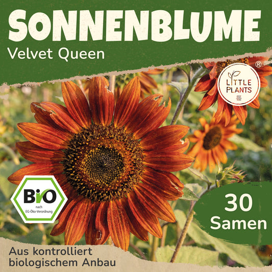 Bio-Sonnenblume (Velvet Queen)