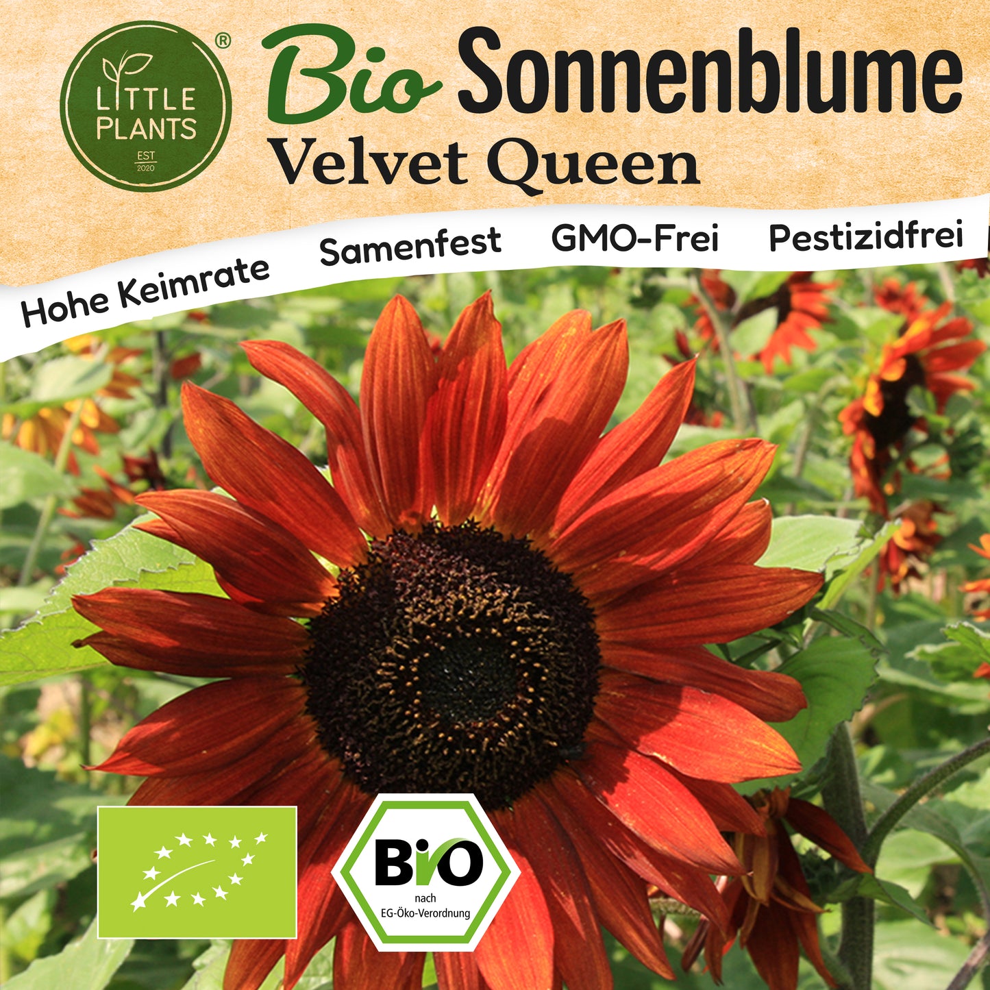 Bio-Sonnenblume (Velvet Queen)