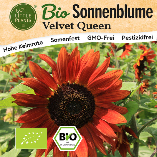 Bio-Sonnenblume (Velvet Queen)