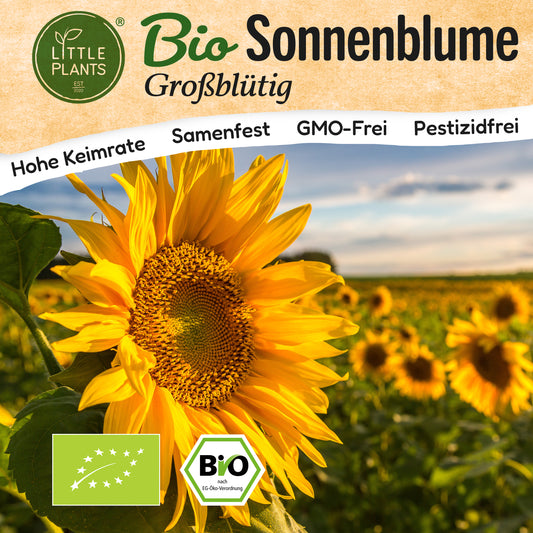 Bio-Sonnenblume (Großblütig)