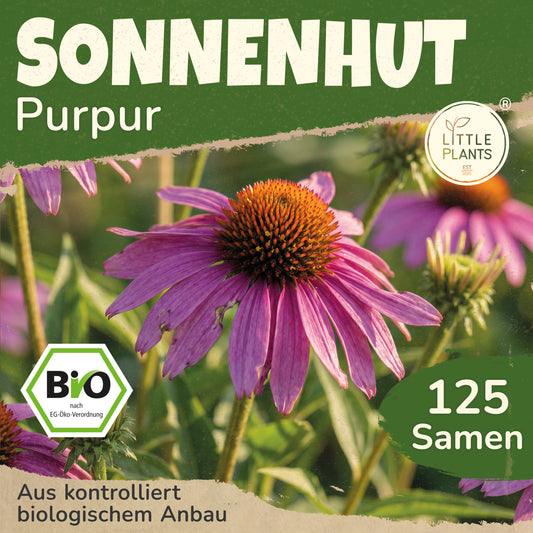 Bio-Sonnenhut (Purpur)