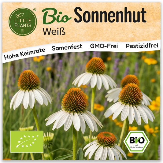 Bio-Sonnenhut (Weiß)