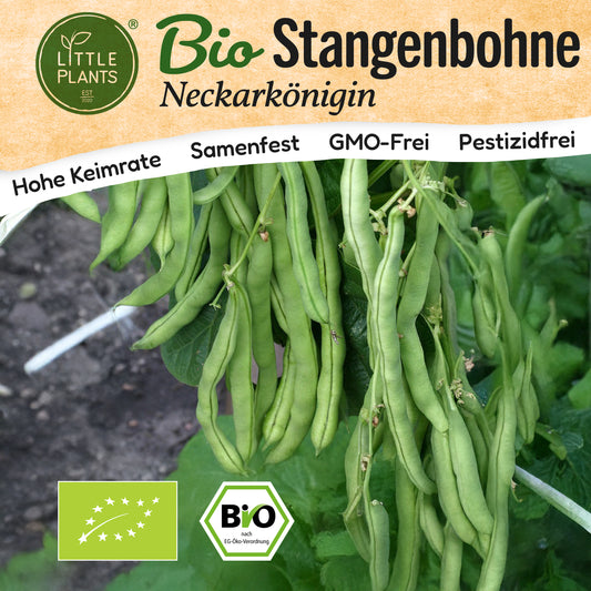 Bio-Stangenbohne (Neckarkönigin)