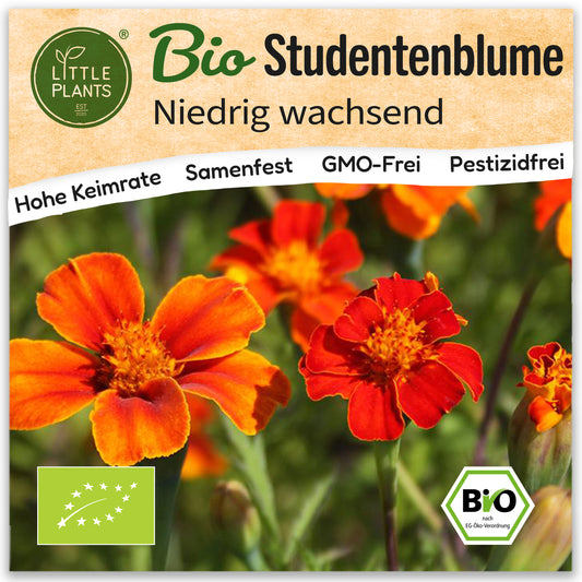 Bio-Studentenblume (Niedrig)