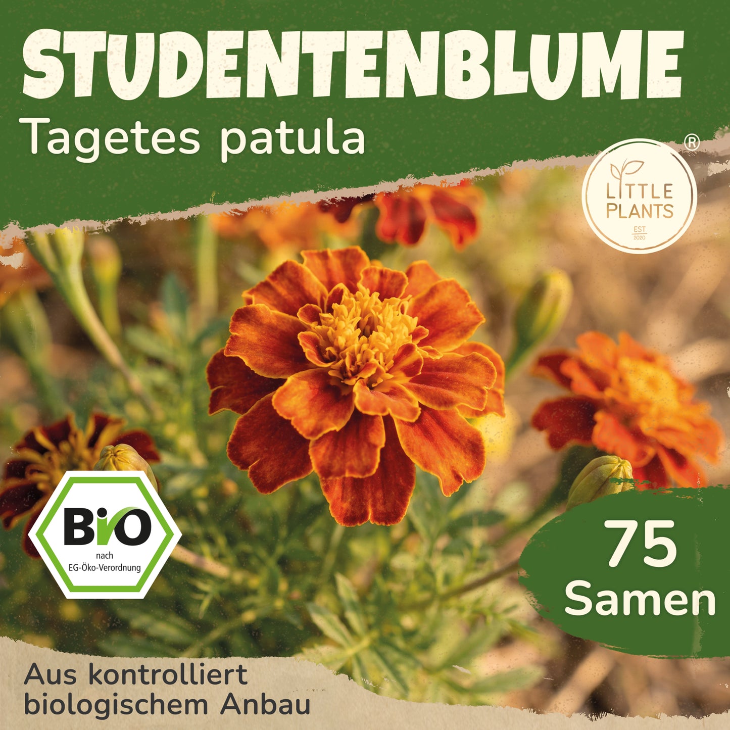Bio-Studentenblume (Niedrig)