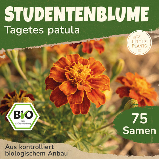 Bio-Studentenblume (Niedrig)