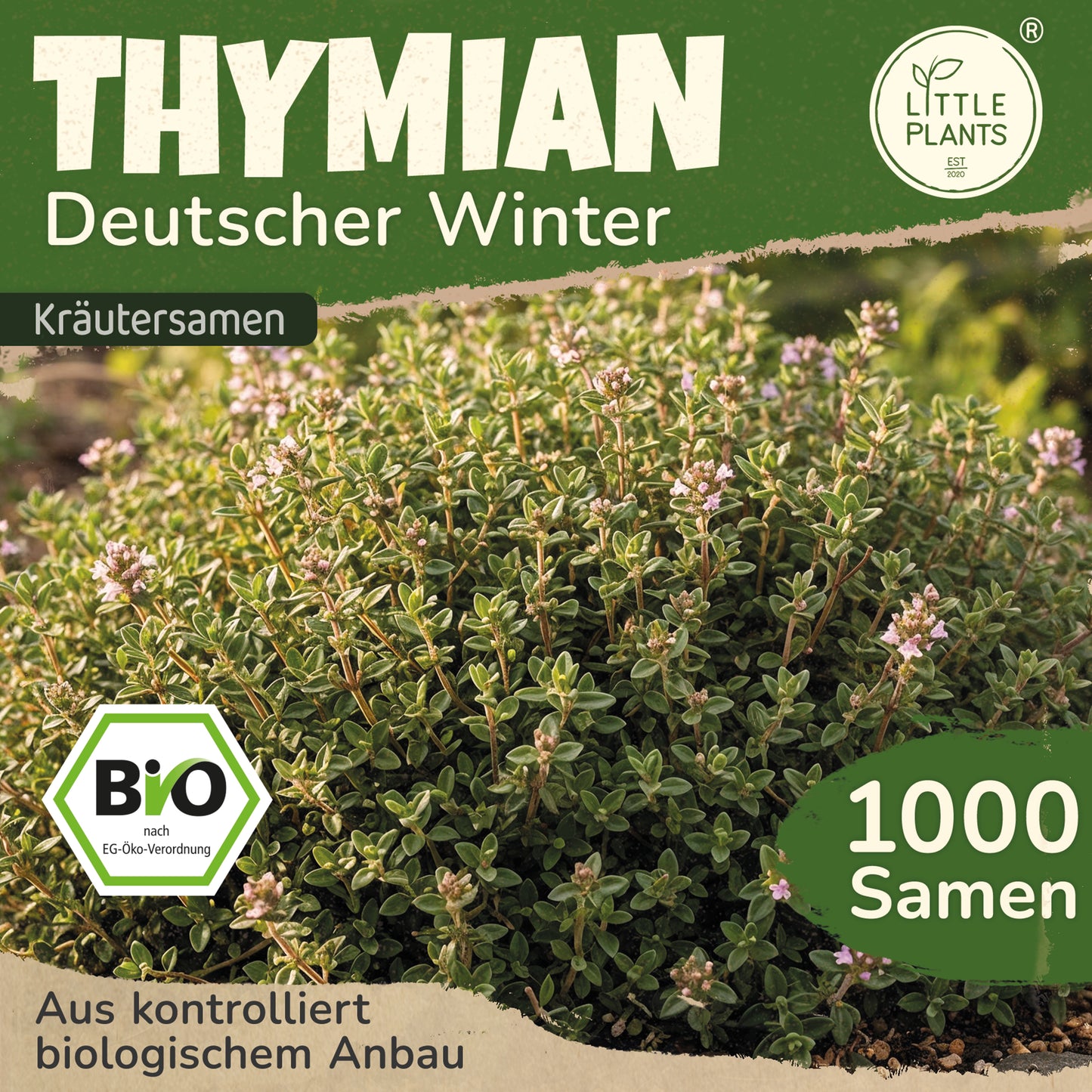 Bio-Thymian (Deutscher Winter)