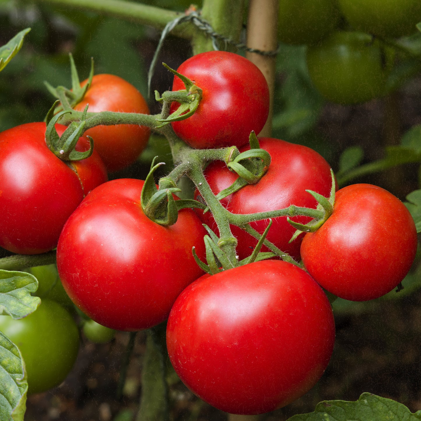 Bio-Tomate (Matina)