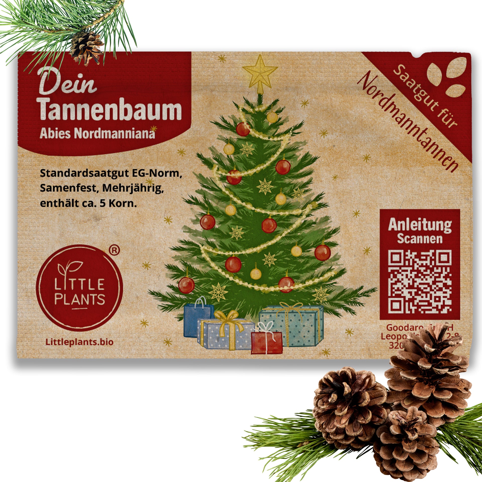 saatgut nordmanntanne Nordmanntanne Samen – Little Plants