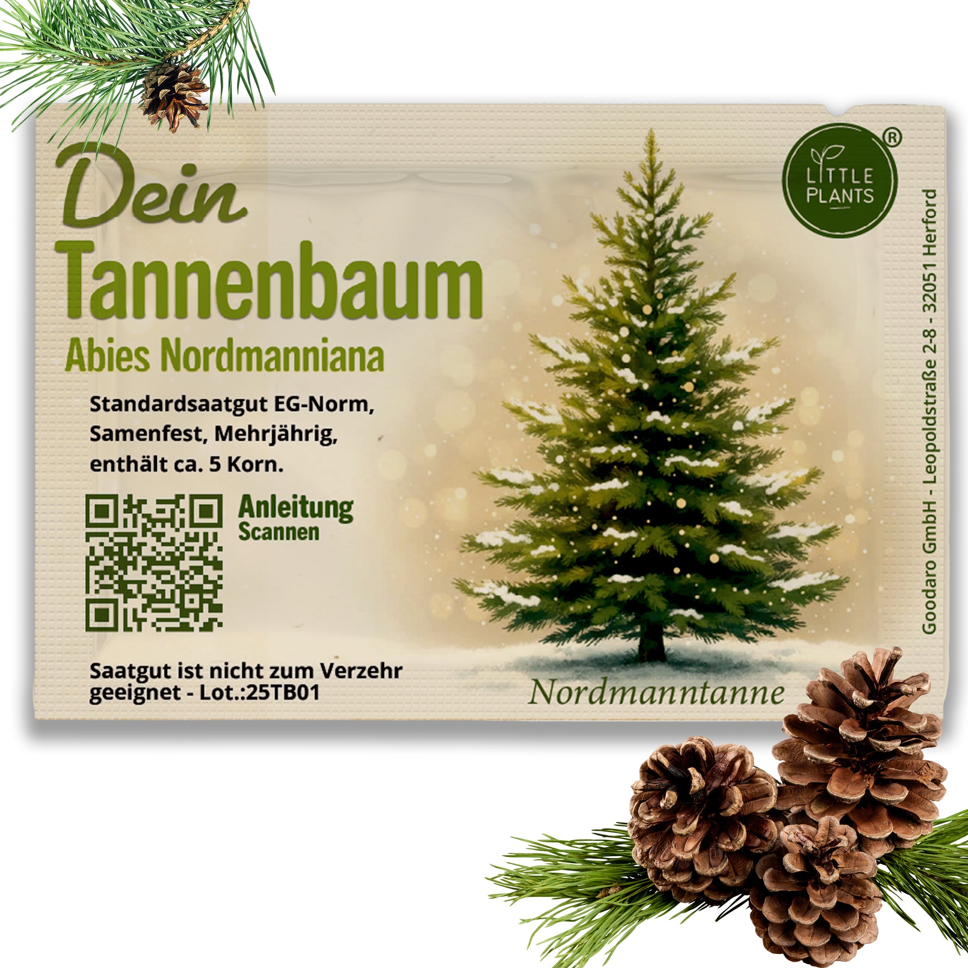 Nordmanntanne Samen – Little Plants