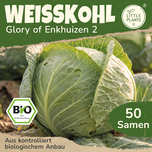 Bio-Weißkohl (Glory of Enkhuizen 2)