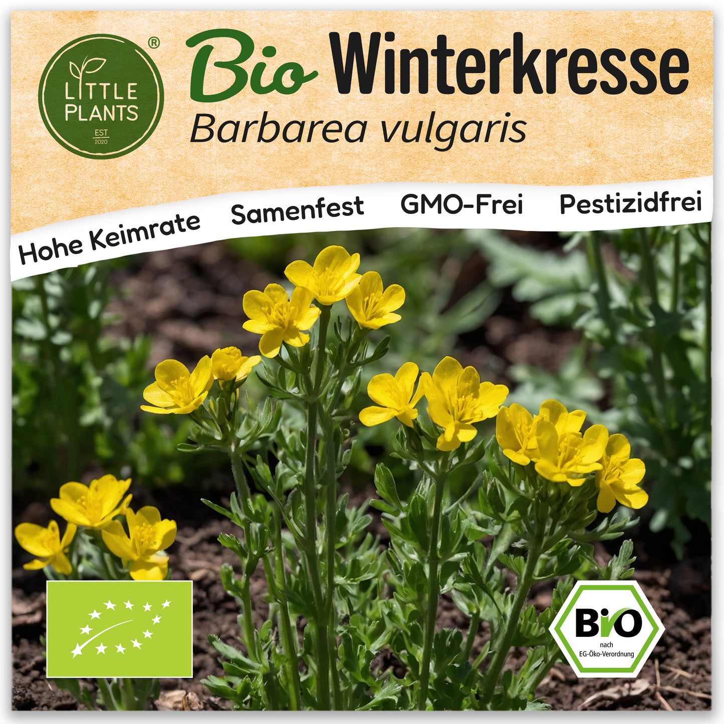 Bio-Winterkresse