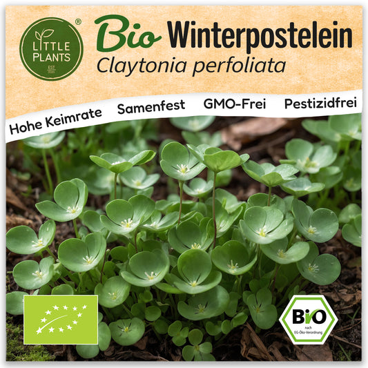 Bio-Winterpostelein
