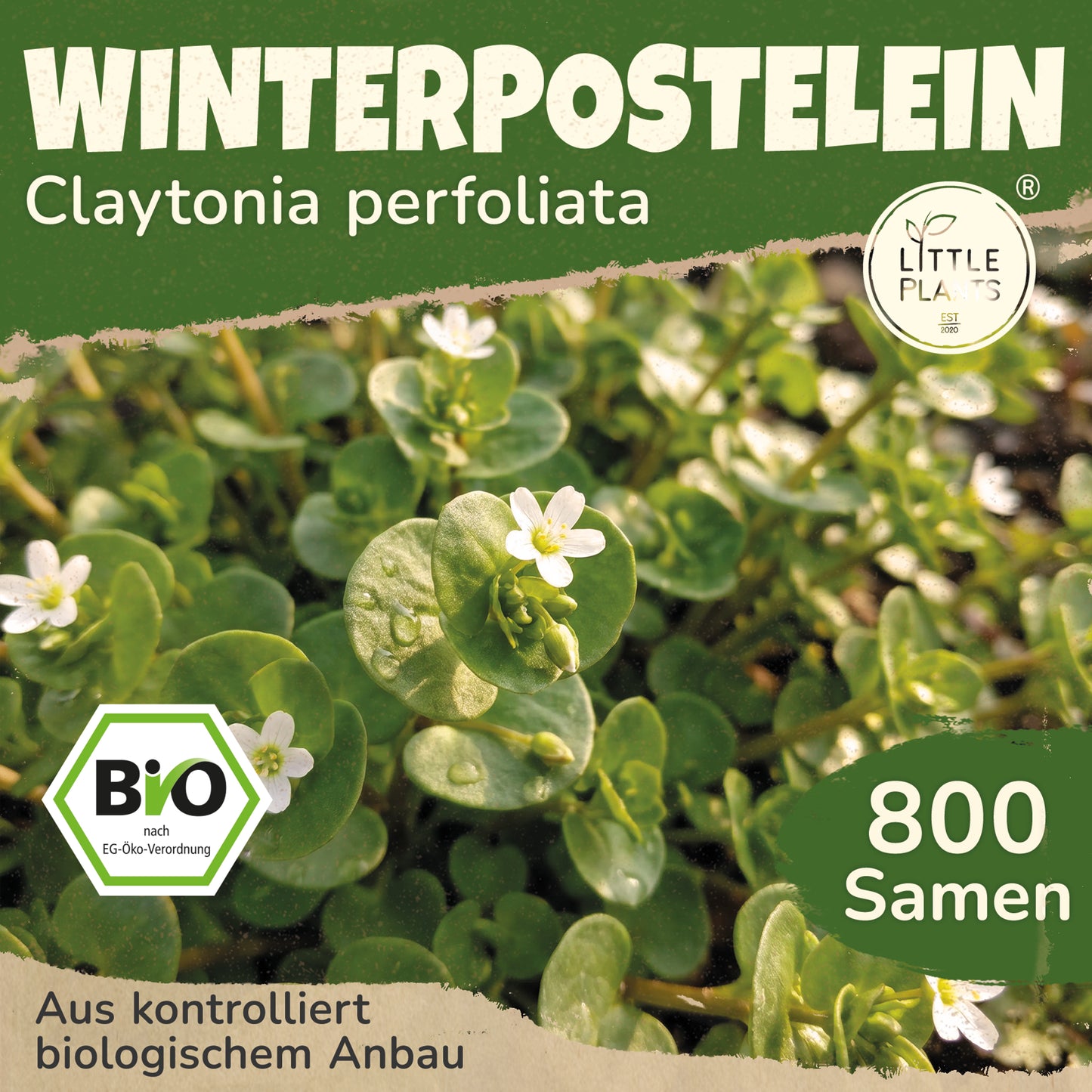 Bio-Winterpostelein