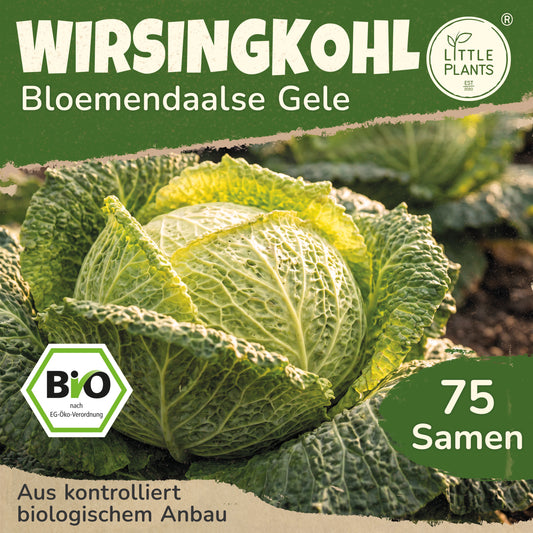 Bio-Wirsing (Bloemendaalse Gele)