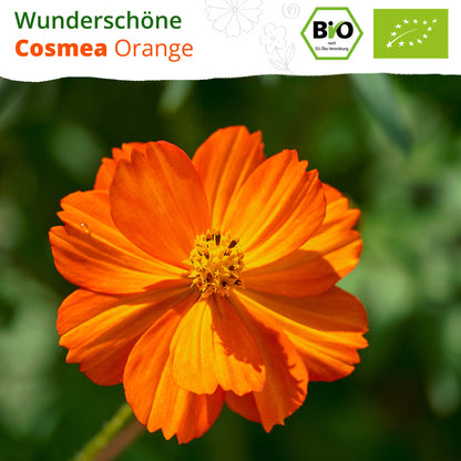 Bio-Cosmea (Orange)