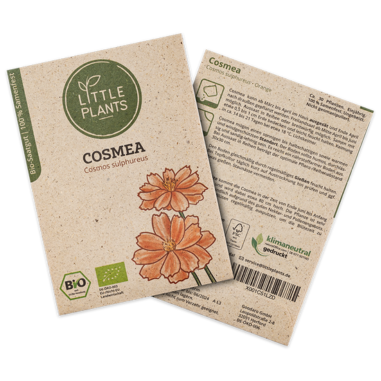 Bio-Cosmea (Cosmos sulpherus) Orange | 30 Pflanzen